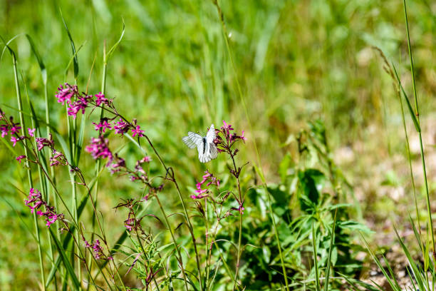 istock sunny meadow with flowers and butterfly 801281750