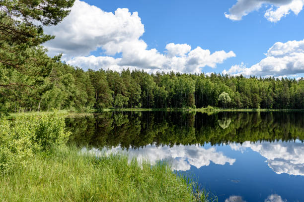 istock White clouds on the blue sky over forest lake 801281848