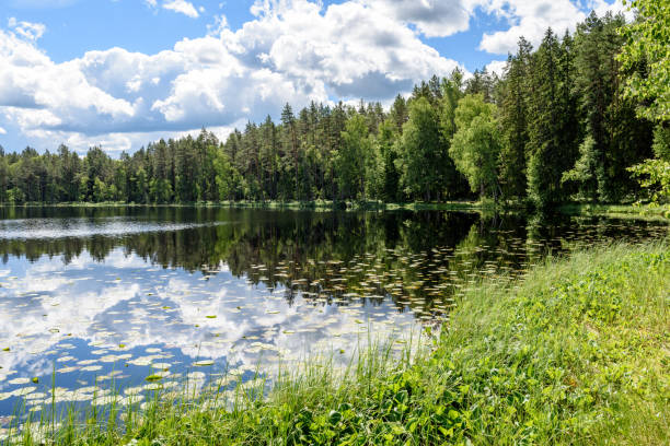 istock Reflections in the calm lake water with water lilies 801281858