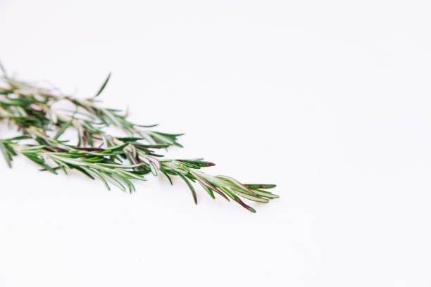 istock Young rosemary sprigs isolated on white background. Open space for your text. 801284294