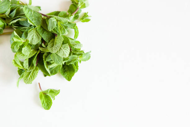 istock A sprig of mint isolated on white background. Open space for your text, daylight. 801284362