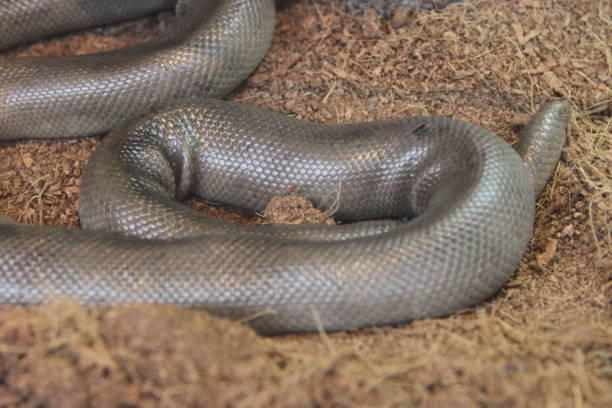 istock Snakes at bend wildlife preserve 801285118