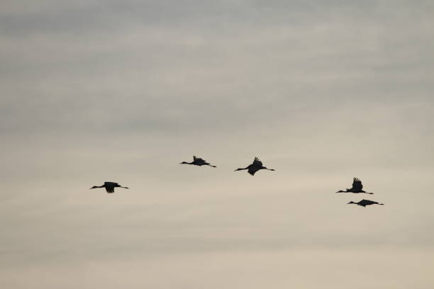istock Sandhill cranes in nature 801285186