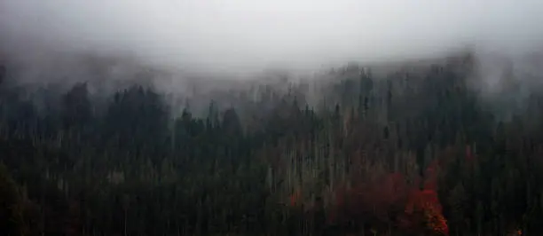 Foggy forest above lake in Šumava moutains