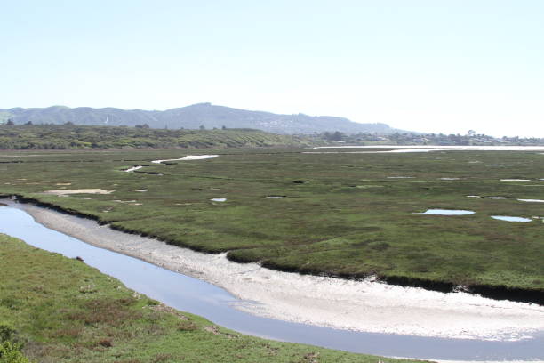 istock Marshes at Morro bay california 801285294