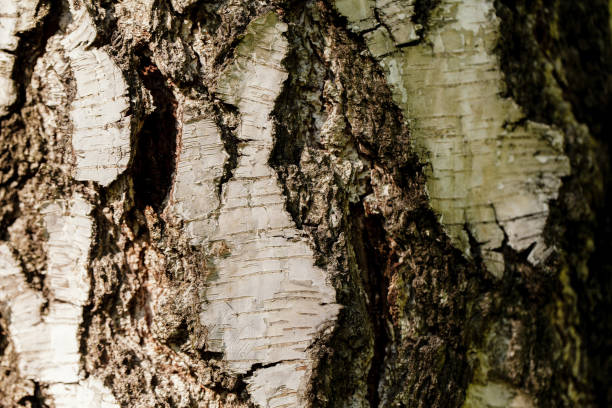 istock The bark of the old tree. Background 801290628