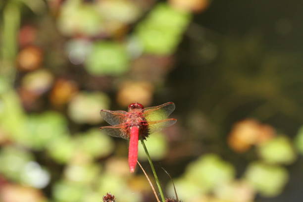 istock Dragon flies in the wild 801290634