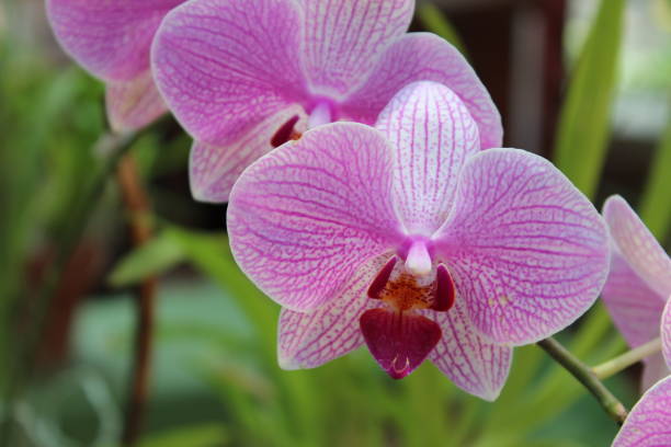 istock Blooming pink orchid on a green branch 801293416