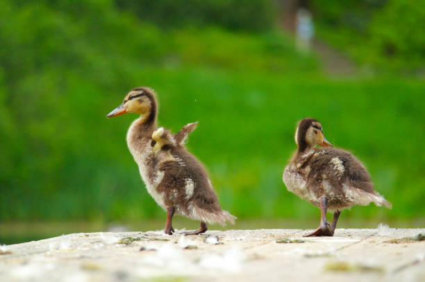 istock Two ducklings by the lake 801293594