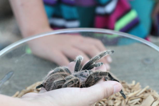 istock Tarantula in the wild 801296994