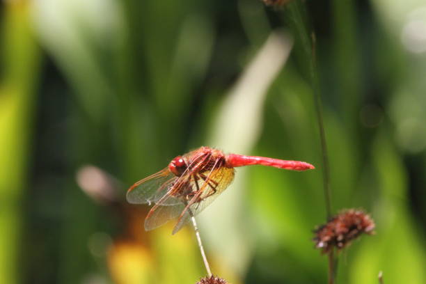 istock Dragon flies in the wild 801297400