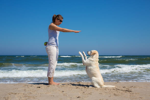 istock Woman training a dog on the beach 801299760