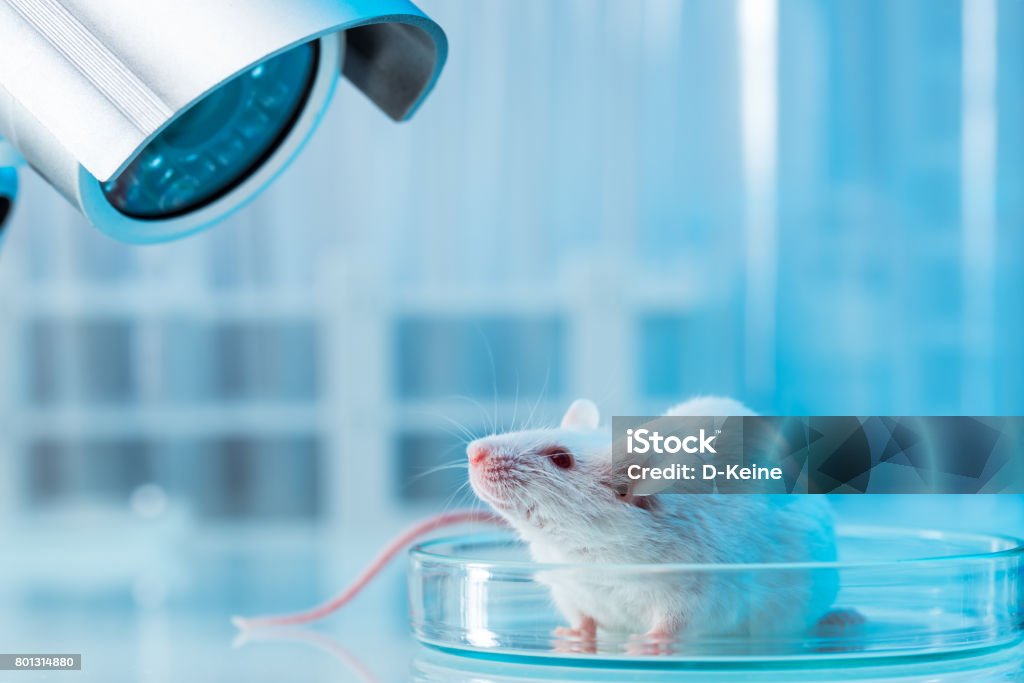 Mouse White mouse in laboratory Mouse - Animal Stock Photo