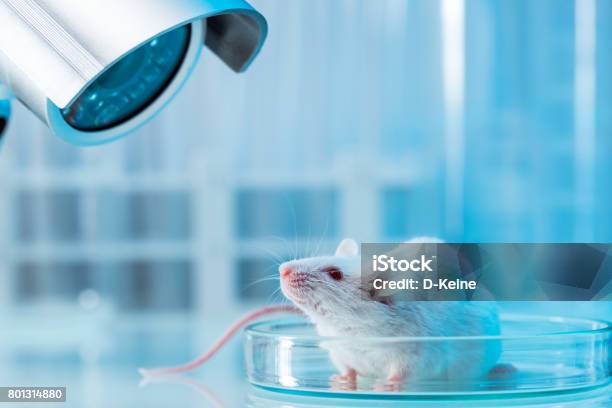 Mouse Stock Photo - Download Image Now - Mouse - Animal, Laboratory, Scientific Experiment
