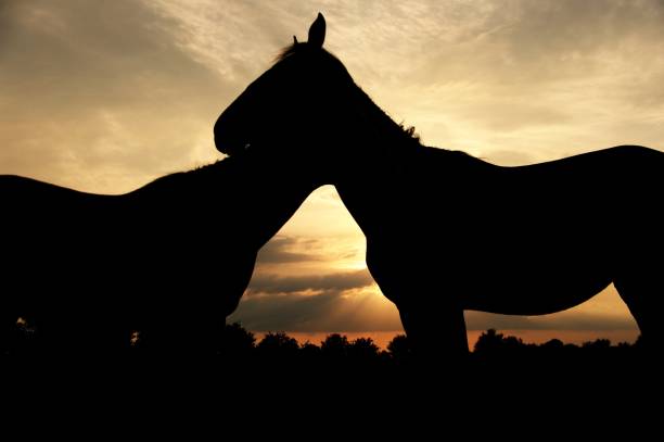 istock Horses in beautiful silhouette 801315112