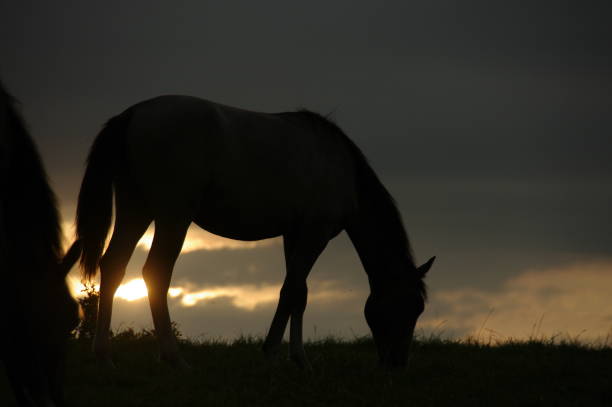 istock Horses in beautiful silhouette 801315122