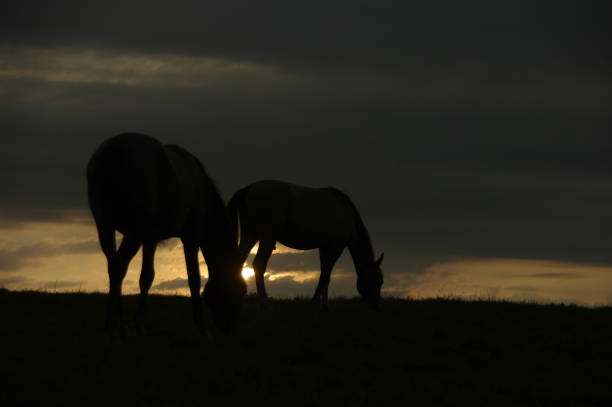 istock Horses in beautiful silhouette 801315124