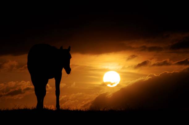 istock Horses in beautiful silhouette 801315214