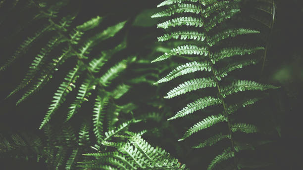 istock Green fern in dark light 801326574