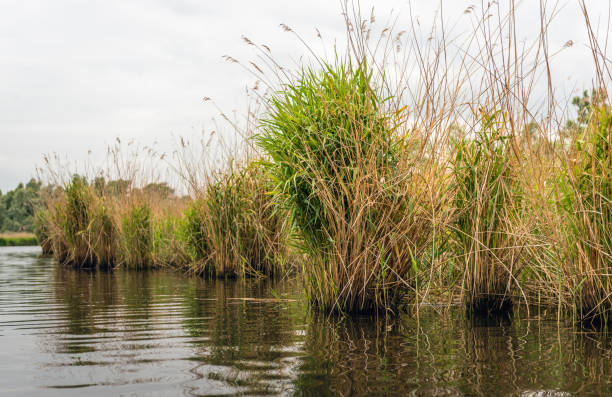 istock Reed bed at the bank of river 801327264