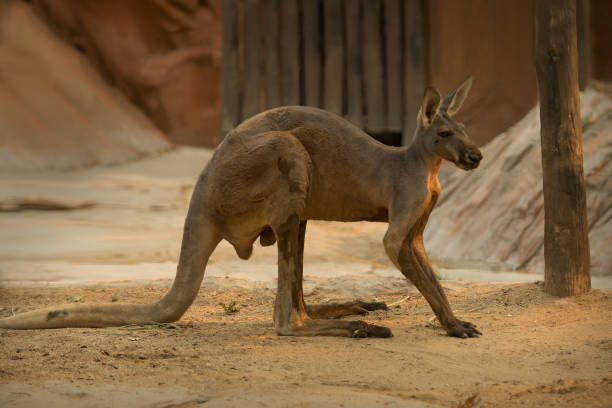 canguro - skippy fotografías e imágenes de stock