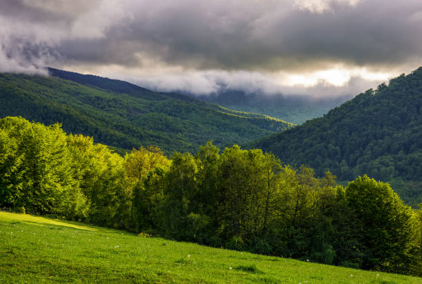 istock forest on hillside at cloudy sunrise in mountains 801336152
