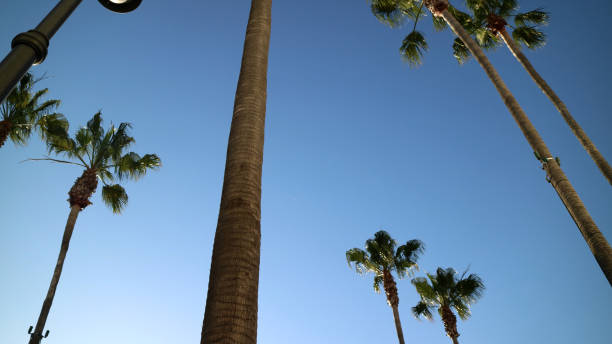 istock Palm Trees in the blue sky 801341316