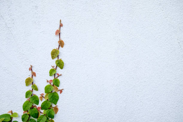 istock The abstract nature background copyspace of  green Creeper Plant on a white wall. 801343930