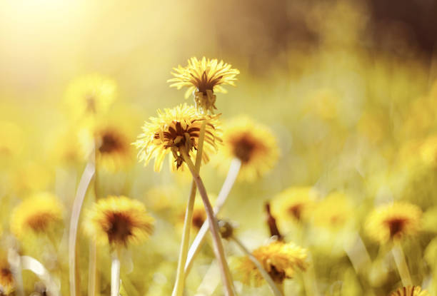 istock Yellow flowers of a dandelion 801377954