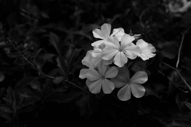 istock white flower in the garden. close up nature. 801378076