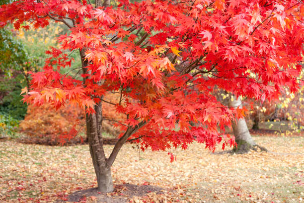 istock Autumn in the woods background 801380172