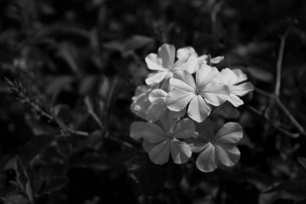 istock white flower in the garden. close up nature. 801380178