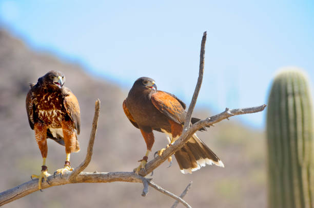 zwei harris hawks - harris hawk hawk bird of prey bird stock-fotos und bilder