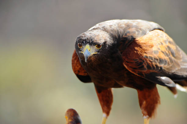 harris hawk - harris hawk hawk bird of prey bird stock-fotos und bilder