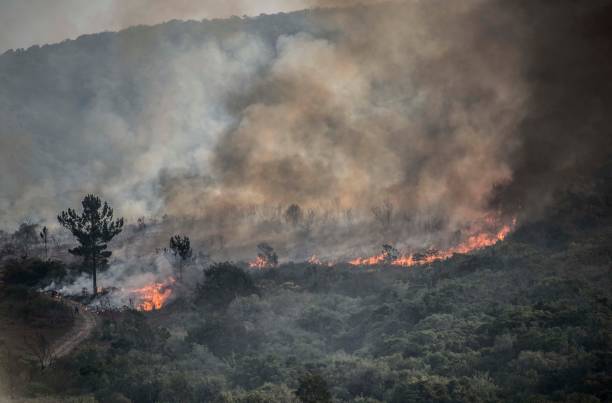 istock Bush Fires, Bergrivier, South Africa 801383264