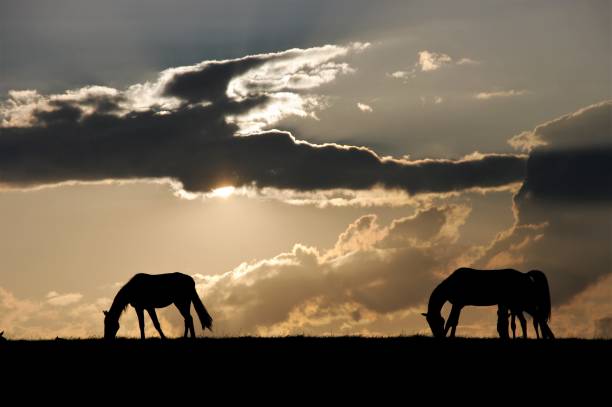 istock Grazing horses at sunset 801385794
