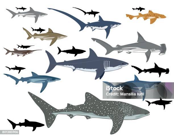 Requin Vecteurs libres de droits et plus d'images vectorielles de Requin - Requin, Requin-baleine, Vectoriel