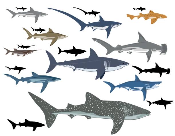 shark collage of different types of sharks great white shark stock illustrations