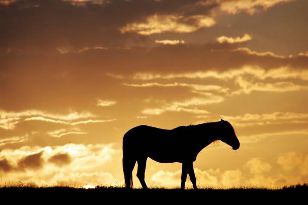 istock Grazing horses at sunset 801386050