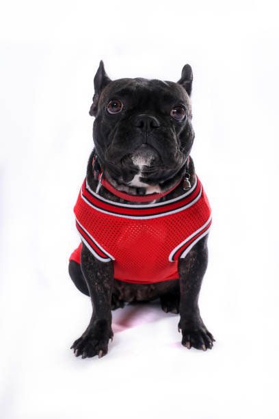 istock French Bulldog sitting against white background 801389116
