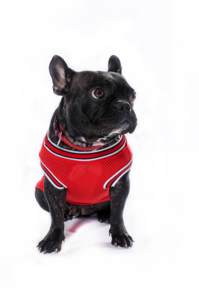 istock French Bulldog sitting against white background 801389120