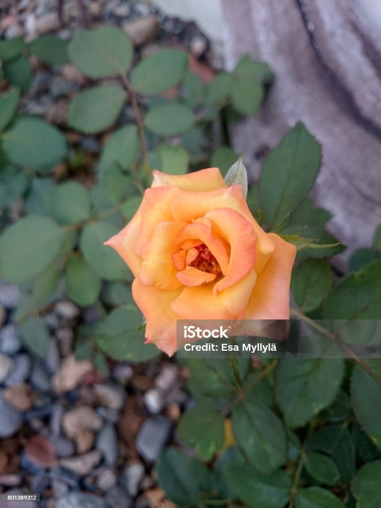 A single rose A single rose in the garden. Color Image Stock Photo