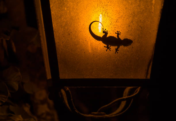A little gecko sitting inside a street lamp and makes a nice silhouette.