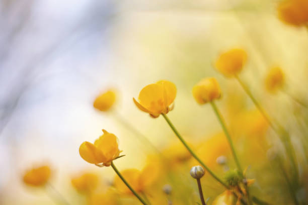 istock Yellow flower of a field buttercup 801396720