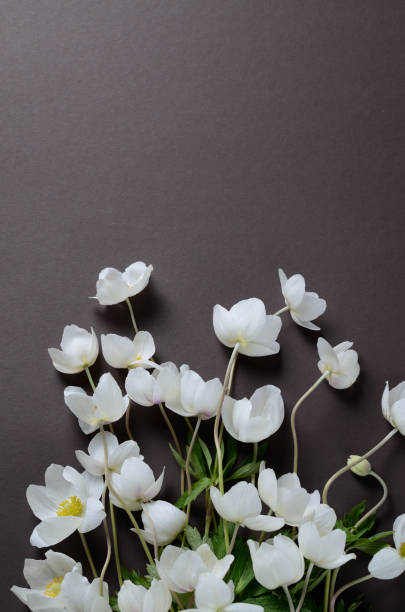 istock Creative top view layout with White Anemone flowers on a black background. Minimalist background. 801408126