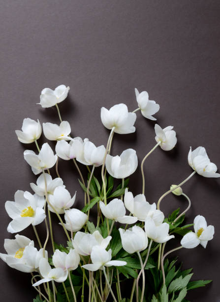 istock Creative top view layout with White Anemone flowers on a black background. Minimalist background. 801408180