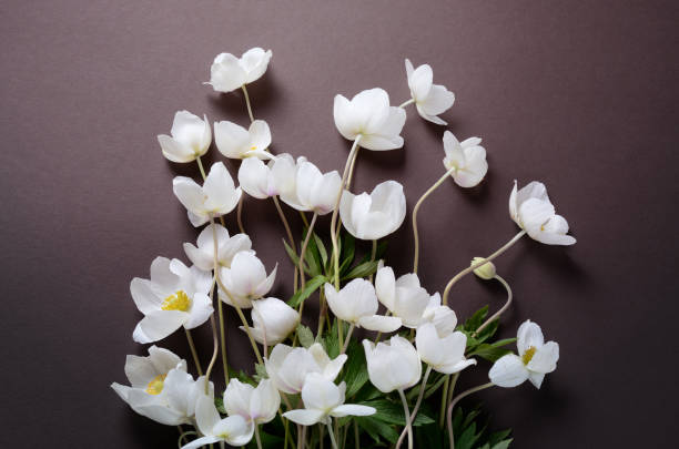 istock Creative top view layout with White Anemone flowers on a black background. Minimalist background. 801408264