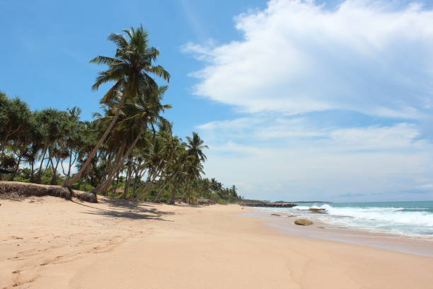 istock Tropical beach in Sri Lanka 801412754