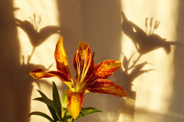 Orange lily flower,  Lilium Pensylvanicum