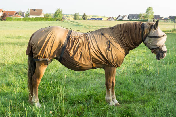 istock Sweet itch - Full body fly protection 801413104